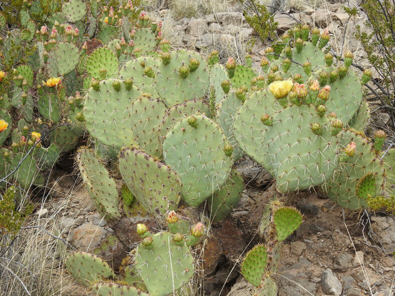 Opuntia engelmannii, commonly known as Engelmann's Pricklypear. A plant in bloom.