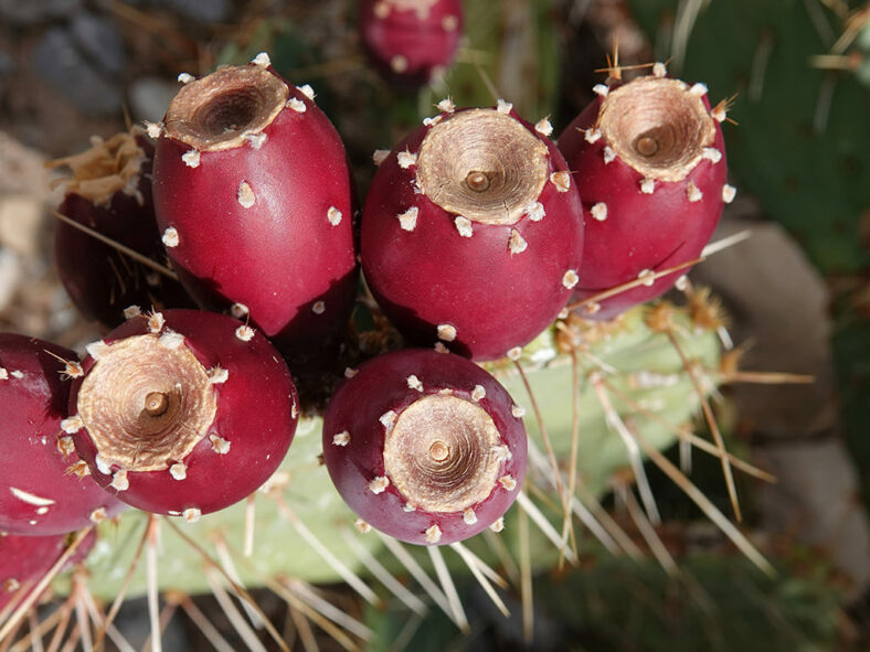 Fruits of Opuntia engelmannii, commonly known as Engelmann's Pricklypear