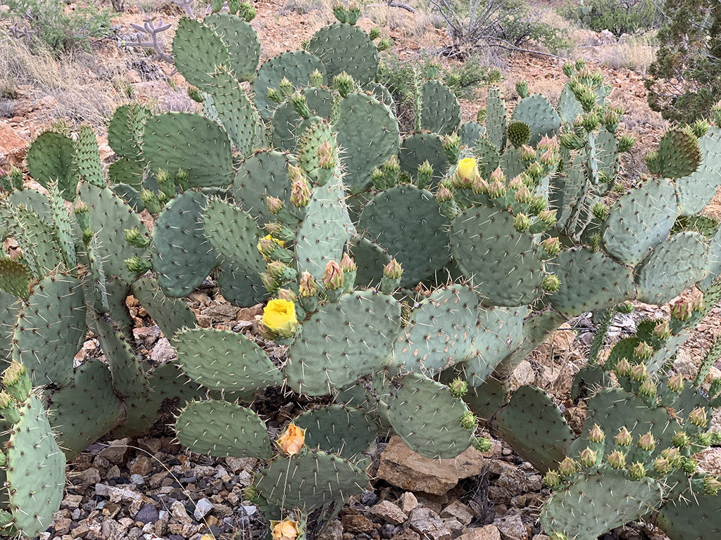 Opuntia engelmannii, commonly known as Engelmann's Pricklypear. A plant in bloom.