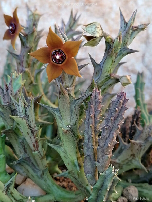 Orbea laticorona