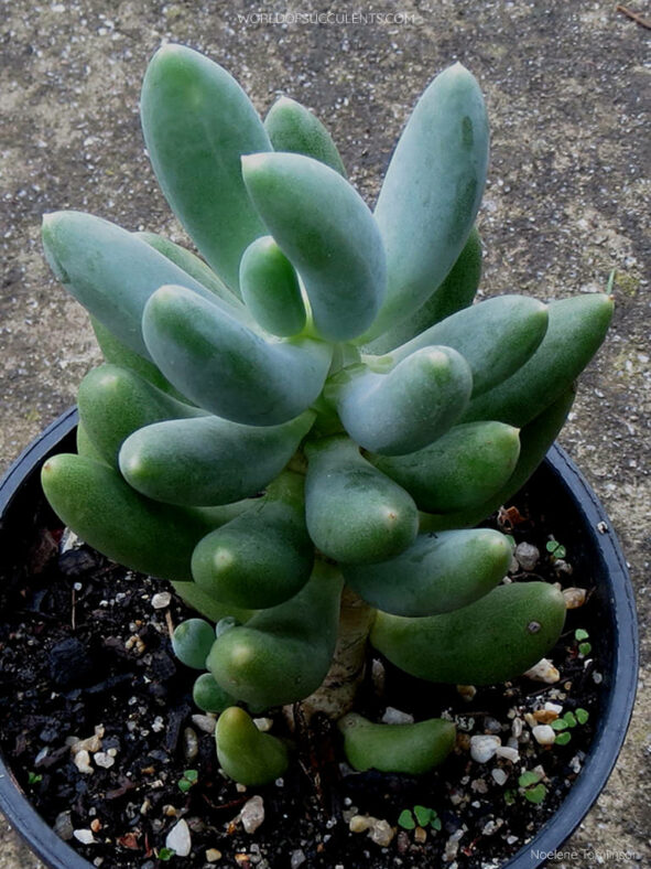 Pachyphytum hookeri juvenile specimen