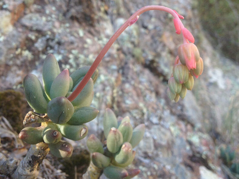 Pachyphytum hookeri inflorescence