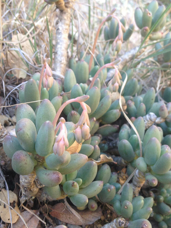 Pachyphytum hookeri climp in bloom