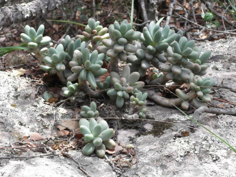 Pachyphytum hookeri clump