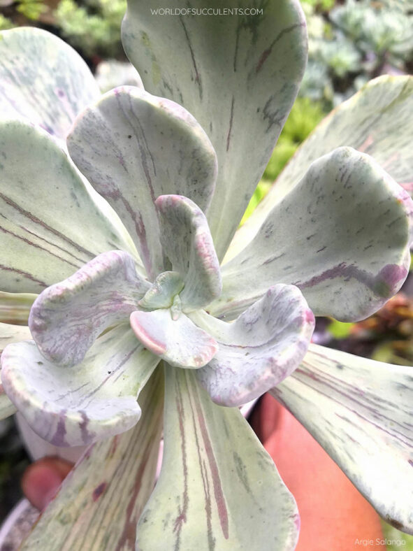 Pachyveria 'Jocelyn's Joy' aka Echeveria 'Jocelyn's Joy'