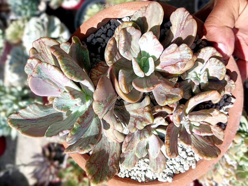 Pachyveria 'Jocelyn's Joy' aka Echeveria 'Jocelyn's Joy'