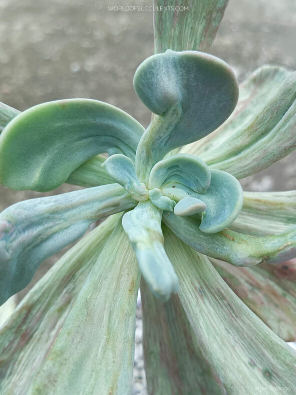 Pachyveria 'Jocelyn's Joy' aka Echeveria 'Jocelyn's Joy'