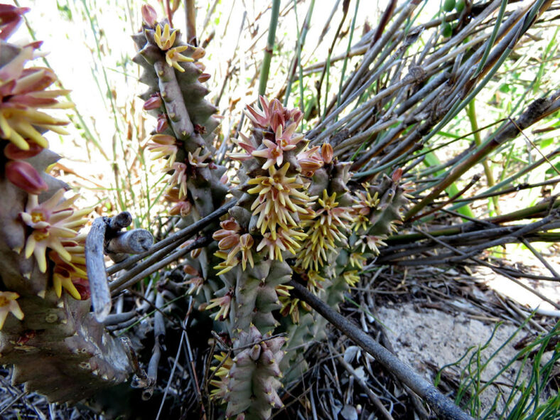 Quaqua incarnata in full bloom