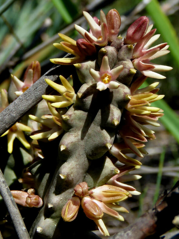 Quaqua incarnata flowers