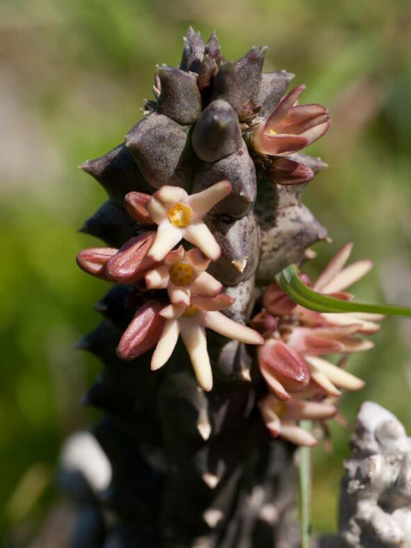 Quaqua incarnata flowers