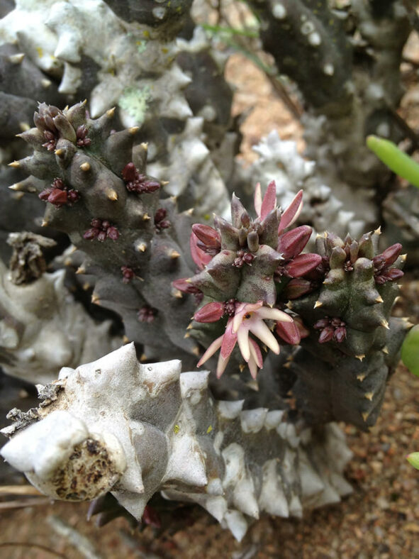 Quaqua incarnata in bloom