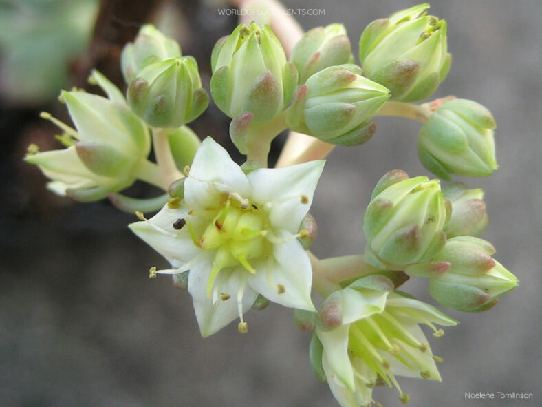 Sedeveria 'Maialen' flowes and buds