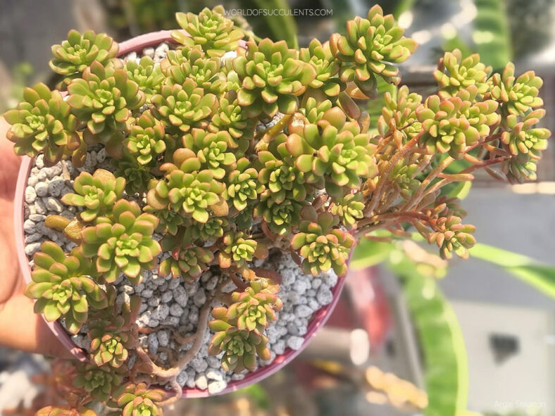 Sedum 'Joyce Tulloch'