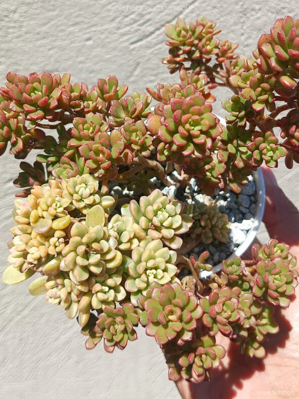 Normal and variegated form of Sedum 'Joyce Tulloch'