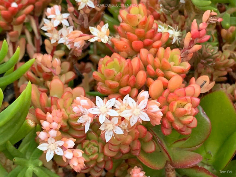 Flowers of Sedum 'Joyce Tulloch'