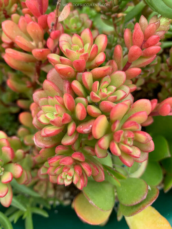 Sedum 'Joyce Tulloch'