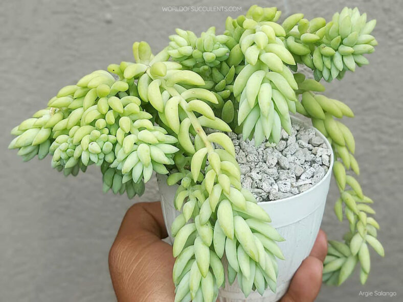 Sedum morganianum 'Cristatum'