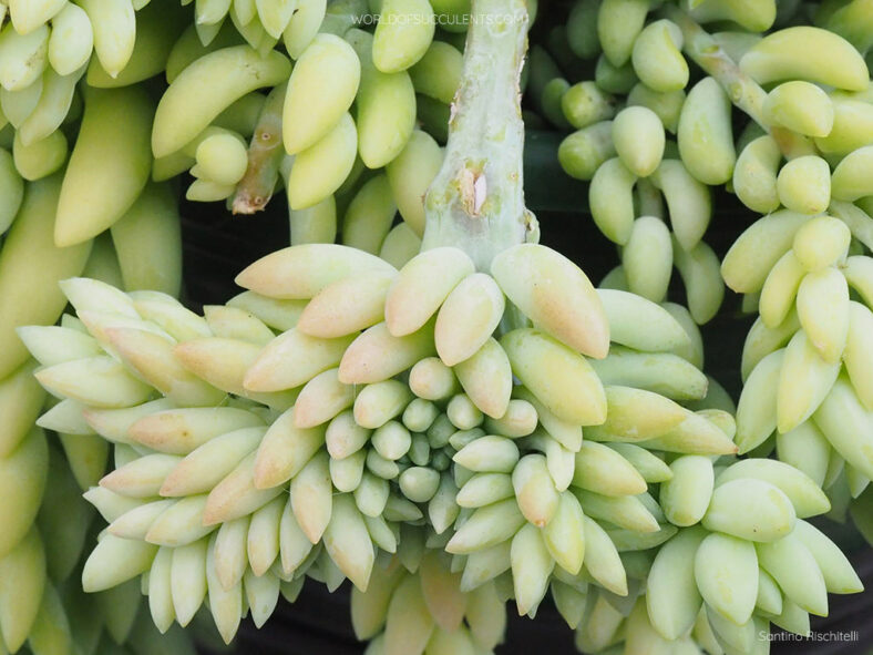 Sedum morganianum 'Cristatum'