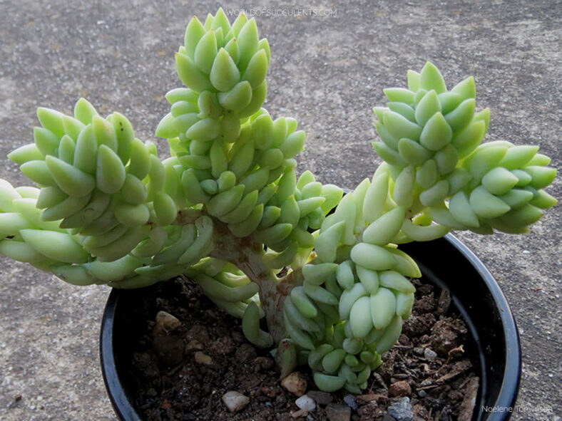 Sedum morganianum 'Cristatum'