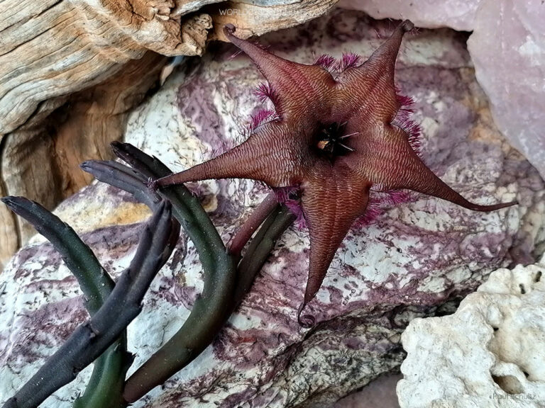 Stapelia schinzii var. angolensis World of Succulents