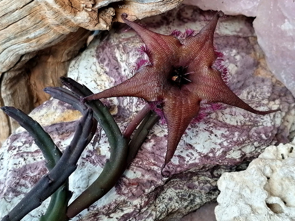 Stapelia schinzii var. angolensis aka Ceropegia schinzii var. angolensis