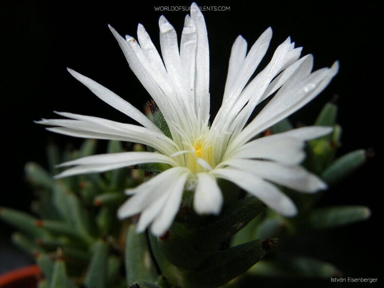 Flower of Trichodiadema mirabile, commonly known as White Vygie