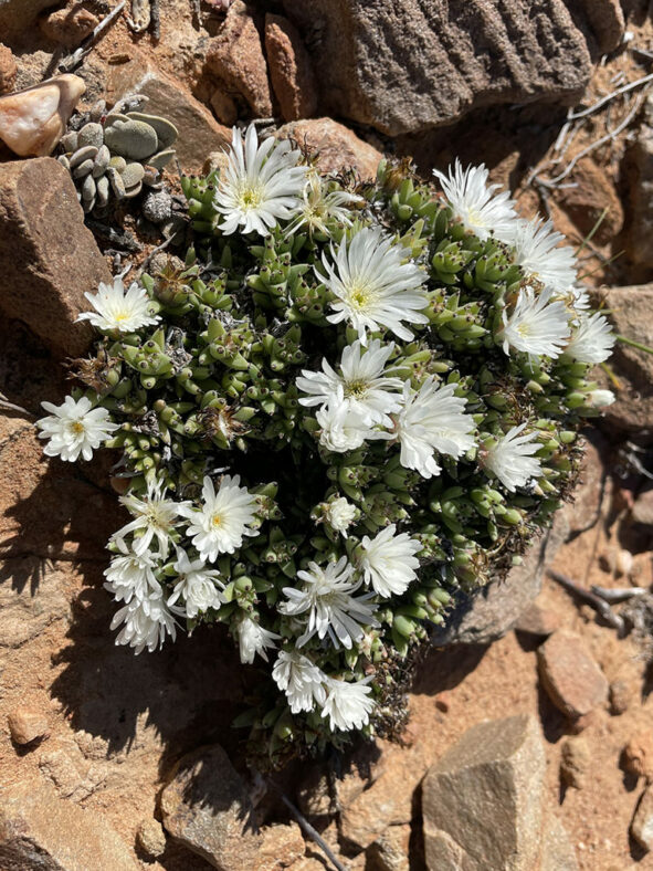 Trichodiadema mirabile, commonly known as White Vygie. Plant in bloom.