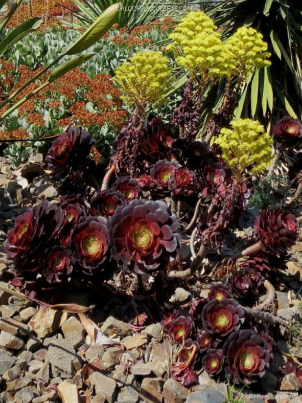 Aeonium 'Short Black'