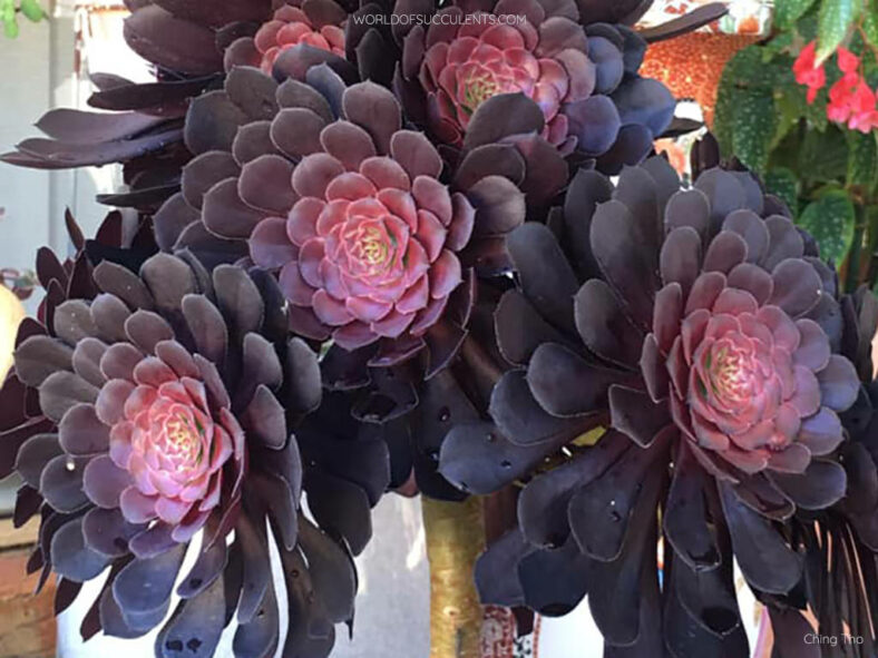 Aeonium 'Short Black'