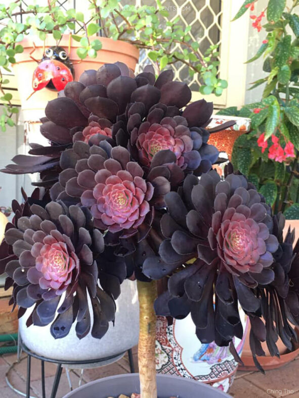 Aeonium 'Short Black'