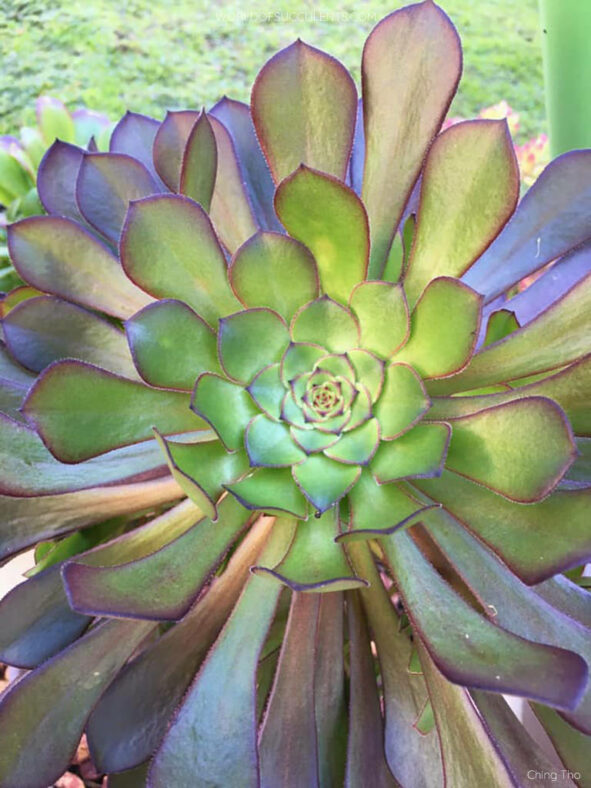 Aeonium 'Short Black'