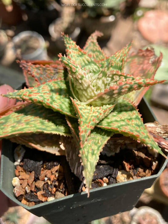 Aloe 'Firecracker'