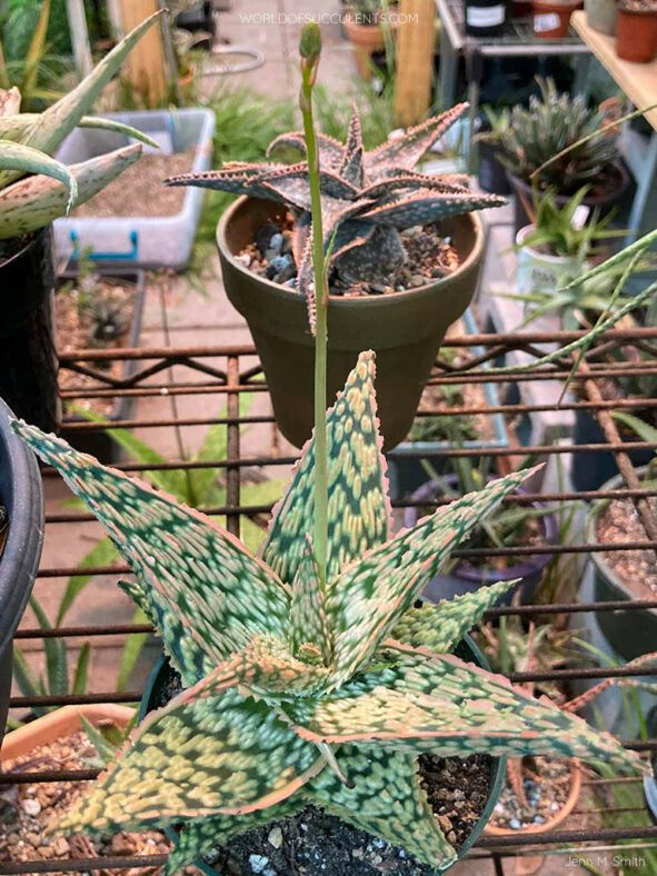 Aloe 'Firecracker'