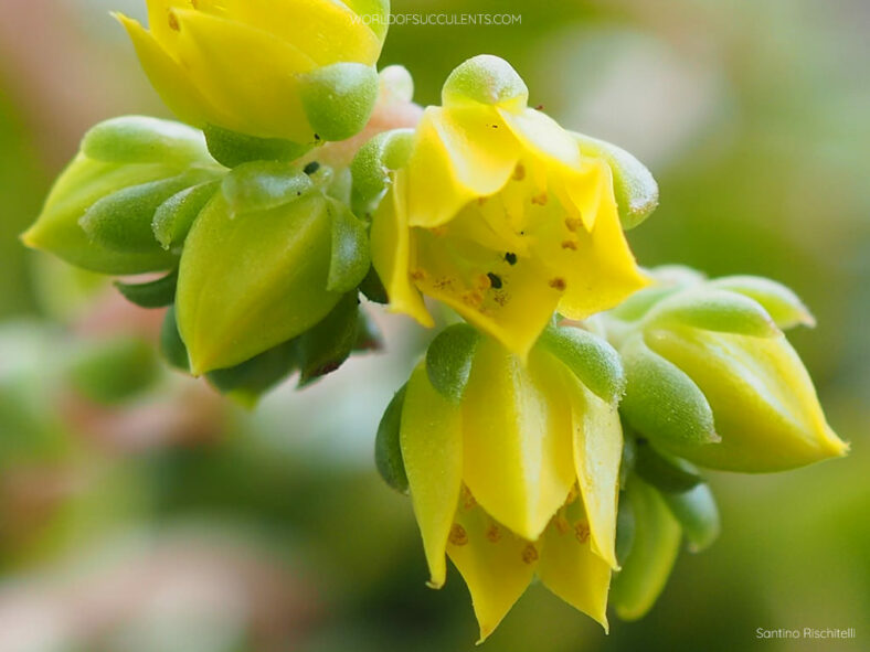 Cremneria 'Leisal' aka Echeveria 'Leisal'. Close-up of flowers and buds.