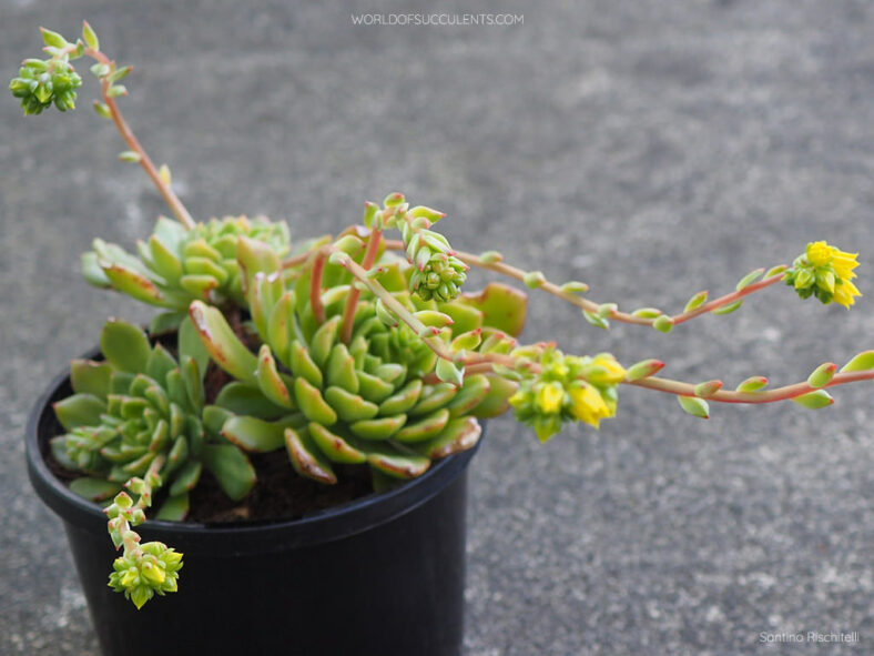 Cremneria 'Leisal' aka Echeveria 'Leisal'