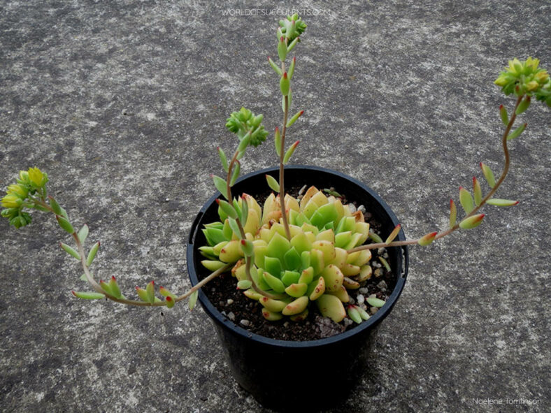 Cremneria 'Leisal' aka Echeveria 'Leisal'