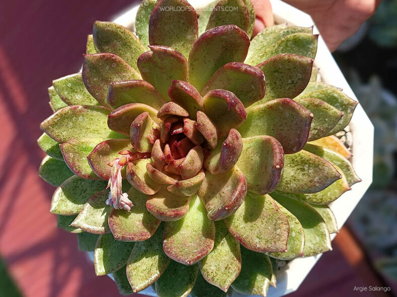 Echeveria 'Blood Maria'