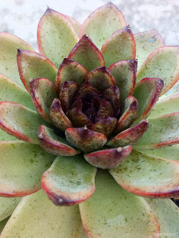 Echeveria 'Blood Maria'