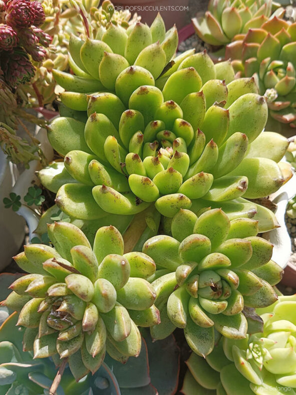 Echeveria 'Blood Maria'