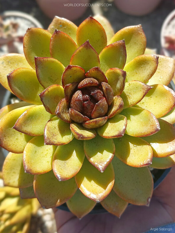 Echeveria 'Blood Maria'