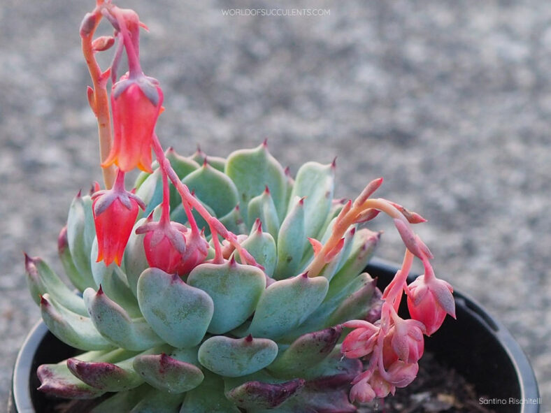 Echeveria Sarahime Botan