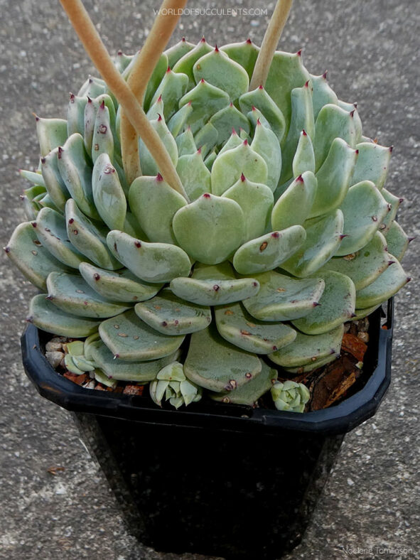 Echeveria Sarahime Botan