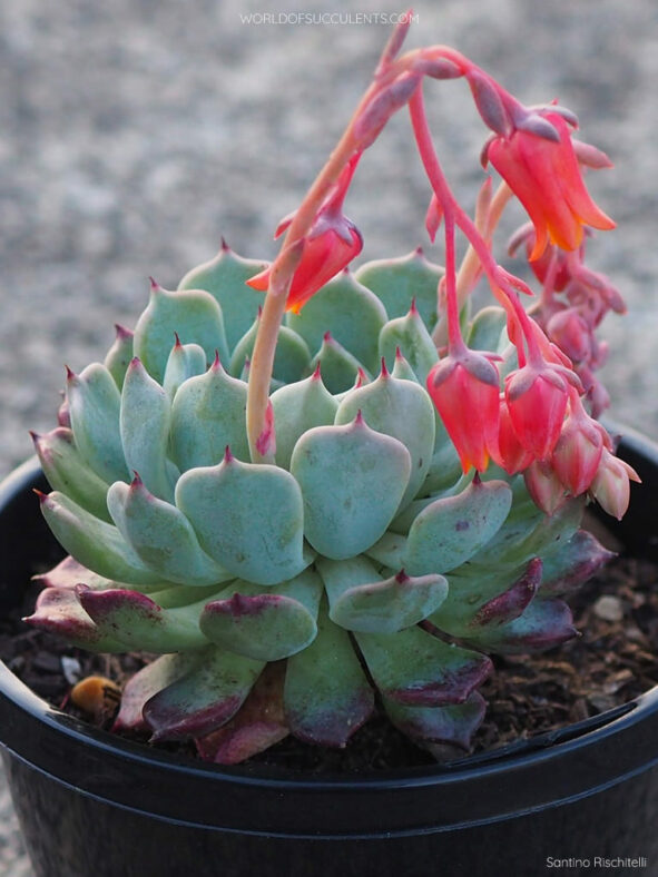 Echeveria Sarahime Botan