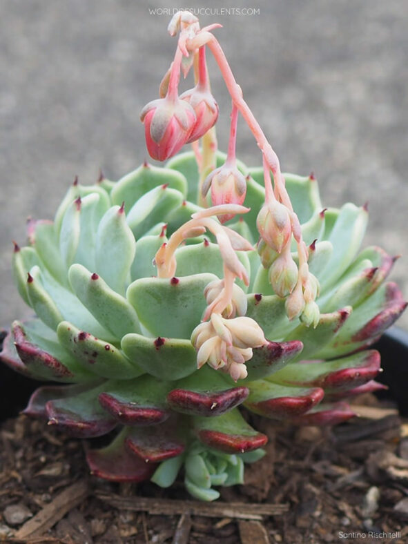 Echeveria 'Sarahime Botan'