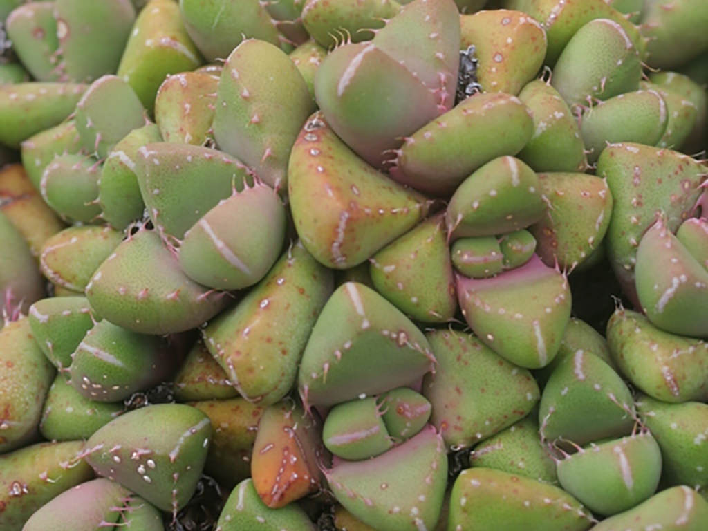 Faucaria subintegra