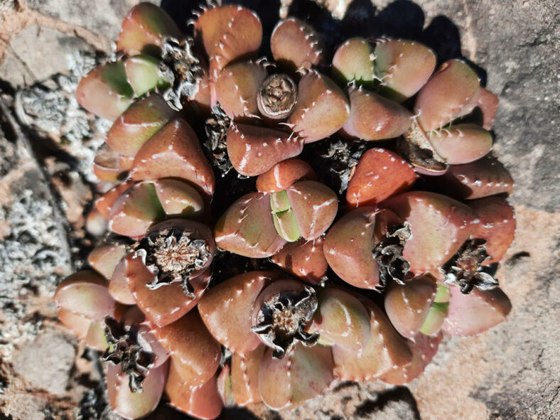 Faucaria subintegra