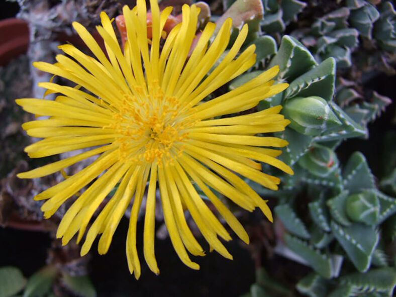 Faucaria subintegra