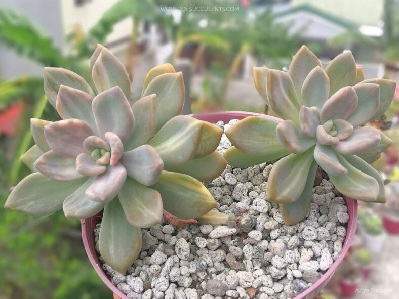 Graptophytum 'Supreme Variegatum'