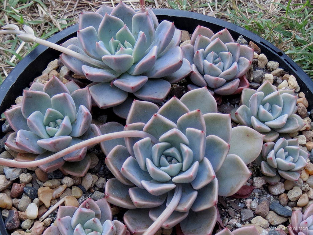 Graptoveria 'Marpin'