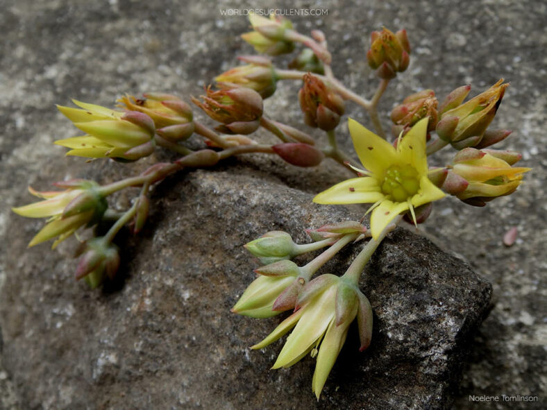 Flowers of Graptoveria 'Marpin'